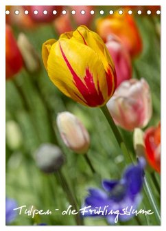 Tulpen - die Frühlingsblume (Tischkalender 2025 DIN A5 hoch), CALVENDO Monatskalender