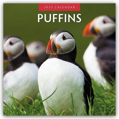 Puffins - Papageitaucher 2025 - 16-Monatskalender - Red Robin Publishing Ltd