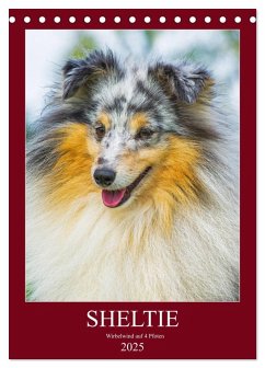 Sheltie - Wirbelwind auf 4 Pfoten (Tischkalender 2025 DIN A5 hoch), CALVENDO Monatskalender - Calvendo;Starick, Sigrid