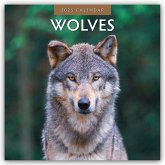 Wolves - Wölfe 2025 - 16-Monatskalender