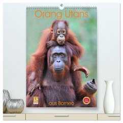 Orang Utans aus Borneo (hochwertiger Premium Wandkalender 2025 DIN A2 hoch), Kunstdruck in Hochglanz