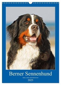 Berner Sennenhund - stark , schön und liebenswert (Wandkalender 2025 DIN A3 hoch), CALVENDO Monatskalender