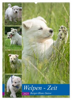 Welpen Zeit - Berger Blanc Suisse (Wandkalender 2025 DIN A2 hoch), CALVENDO Monatskalender