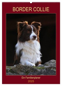 Border Collie - Ein Familienplaner (Wandkalender 2025 DIN A2 hoch), CALVENDO Monatskalender - Calvendo;Starick, Sigrid