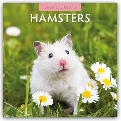 Hamsters - Hamster 2025 - 16-Monatskalender - Red Robin Publishing Ltd