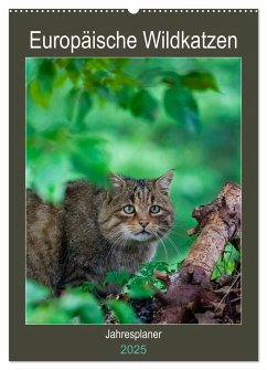 Europäische Wildkatzen - Jahresplaner (Wandkalender 2025 DIN A2 hoch), CALVENDO Monatskalender - Calvendo;Webeler, Janita