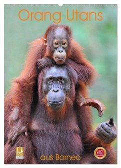 Orang Utans aus Borneo (Wandkalender 2025 DIN A2 hoch), CALVENDO Monatskalender