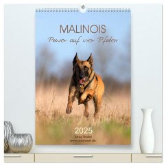 Malinois Power auf vier Pfoten (hochwertiger Premium Wandkalender 2025 DIN A2 hoch), Kunstdruck in Hochglanz - Calvendo;Riedel, Tanja