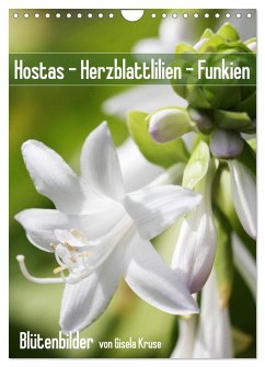 Hostas Herzblattlilien Funkien (Wandkalender 2025 DIN A4 hoch), CALVENDO Monatskalender - Calvendo;Kruse, Gisela