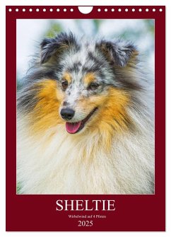 Sheltie - Wirbelwind auf 4 Pfoten (Wandkalender 2025 DIN A4 hoch), CALVENDO Monatskalender - Calvendo;Starick, Sigrid