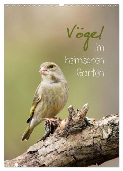 Vögel im heimischen Garten (Wandkalender 2025 DIN A2 hoch), CALVENDO Monatskalender - Calvendo;Spiegler, Heidi