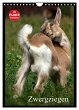 Zwergziegen (Wandkalender 2025 DIN A4... - Bild 1