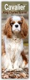 Cavalier King Charles Spaniels 2025