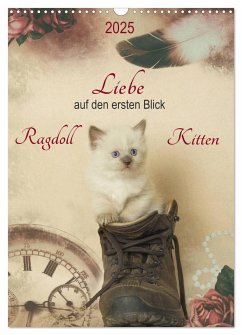 Liebe auf den ersten Blick . Ragdoll Kitten (Wandkalender 2025 DIN A3 hoch), CALVENDO Monatskalender