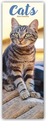 Cats - Katzen 2025 - Avonside Publishing Ltd