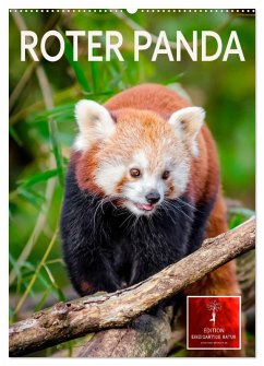 Roter Panda (Wandkalender 2025 DIN A2 hoch), CALVENDO Monatskalender - Calvendo;Roder, Peter