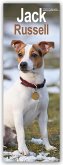 Jack Russell - Jack Russell Terrier 2025