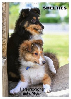 SHELTIES Herzensbrecher auf 4 Pfoten (Wandkalender 2025 DIN A2 hoch), CALVENDO Monatskalender