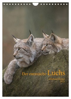 Der eurasische Luchs (Wandkalender 2025 DIN A4 hoch), CALVENDO Monatskalender - Calvendo;Becker, Eberhard