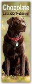 Chocolate Labrador Retriever - Schokoladenfarbener Labrador Retriever 2025