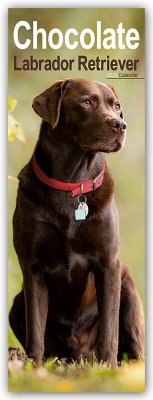 Chocolate Labrador Retriever - Schokoladenfarbener Labrador Retriever 2025 - Avonside Publisher Ltd