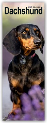 Dachshunds - Dackel 2025 - Avonside Publishing Ltd