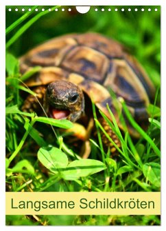 Langsame Schildkröten (Wandkalender 2025 DIN A4 hoch), CALVENDO Monatskalender - Calvendo;Kattobello