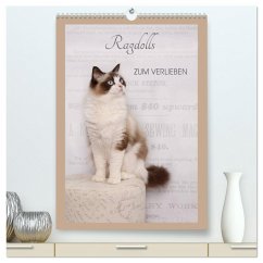 Ragdolls zum Verlieben (hochwertiger Premium Wandkalender 2025 DIN A2 hoch), Kunstdruck in Hochglanz