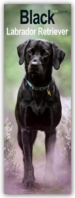 Black Labrador Retriever - Schwarze Labrador Retriever 2025 - Avonside Publisher Ltd