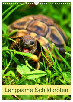 Langsame Schildkröten (Wandkalender 2025 DIN A3 hoch), CALVENDO Monatskalender - Calvendo;Kattobello