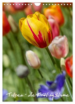 Tulpen - die Frühlingsblume (Wandkalender 2025 DIN A4 hoch), CALVENDO Monatskalender - Calvendo;Immephotography