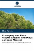 Erzeugung von Pinus elliottii Engelm. und Pinus caribaea Morelet