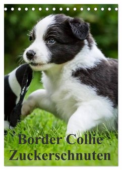 Border Collie Zuckerschnuten (Tischkalender 2025 DIN A5 hoch), CALVENDO Monatskalender - Calvendo;Mayer, Andrea