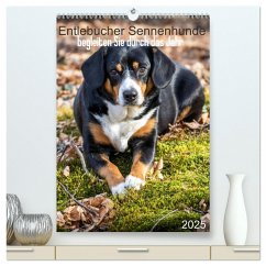 Entlebucher Sennenhunde begleiten Sie durch das Jahr (hochwertiger Premium Wandkalender 2025 DIN A2 hoch), Kunstdruck in Hochglanz