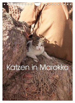 Katzen in Marokko (Wandkalender 2025 DIN A4 hoch), CALVENDO Monatskalender