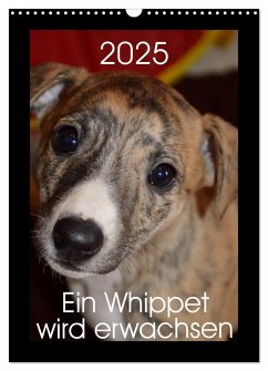 Ein Whippet wird erwachsen (Wandkalender 2025 DIN A3 hoch), CALVENDO Monatskalender