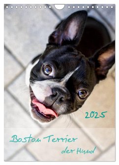 Boston Terrier der Hund 2025 (Wandkalender 2025 DIN A4 hoch), CALVENDO Monatskalender - Calvendo;Schwarz, Nailia