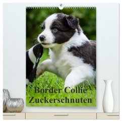 Border Collie Zuckerschnuten (hochwertiger Premium Wandkalender 2025 DIN A2 hoch), Kunstdruck in Hochglanz - Calvendo;Mayer, Andrea