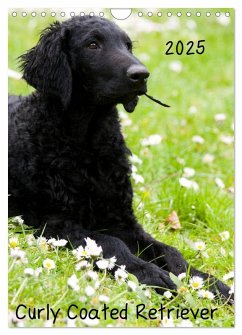 Curly Coated Retriever 2025 (Wandkalender 2025 DIN A4 hoch), CALVENDO Monatskalender