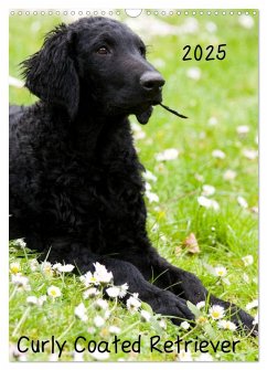 Curly Coated Retriever 2025 (Wandkalender 2025 DIN A3 hoch), CALVENDO Monatskalender