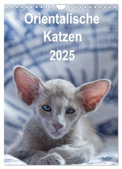 Orientalische Katzen 2025 (Wandkalender 2025 DIN A4 hoch), CALVENDO Monatskalender - Calvendo;Bollich, Heidi