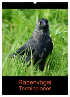 Rabenvögel Terminplaner (Wandkalender 2025 DIN A2 hoch), CALVENDO Monatskalender - Calvendo;Kattobello