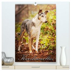 Kurzhaarcollies (hochwertiger Premium Wandkalender 2025 DIN A2 hoch), Kunstdruck in Hochglanz