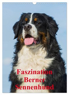 Faszination Berner Sennenhund (Wandkalender 2025 DIN A3 hoch), CALVENDO Monatskalender - Calvendo;Starick, Sigrid