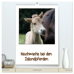 Nachwuchs bei den Islandpferden (hochwertiger Premium Wandkalender 2025 DIN A2 hoch), Kunstdruck in Hochglanz