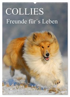 Collies - Freunde für´s Leben (Wandkalender 2025 DIN A2 hoch), CALVENDO Monatskalender - Calvendo;Starick, Sigrid