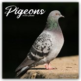 Pigeons - Tauben 2025 - 16-Monatskalender
