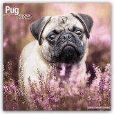 Pugs - Möpse 2025 - 16-Monatskalender
