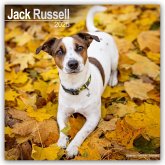 Jack Russell Terrier 2025 - 16-Monatskalender