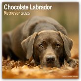 Chocolate Labrador Retriever - Brauner Labrador 2025 - 16-Monatskalender